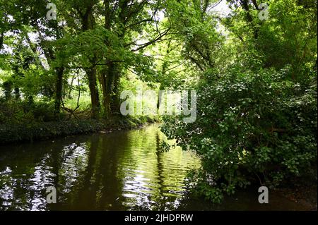 River Darent, Lullingstone Country Park, Eynsford, Kent. VEREINIGTES KÖNIGREICH Stockfoto