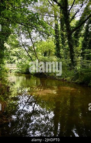 River Darent, Lullingstone Country Park, Eynsford, Kent. VEREINIGTES KÖNIGREICH Stockfoto