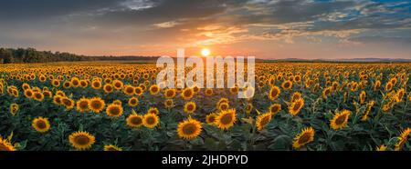 Balatonfuzfo, Ungarn - Luftpanorama auf ein schönes Sonnenblumenfeld im Sommer mit warmem Sonnenschein, bunten Wolken und Himmel in der Nähe des Balatsees Stockfoto