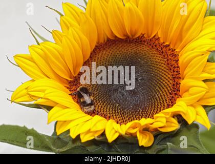 Bumbe Bee auf Sunflower Elite Sun F1, Wales Stockfoto