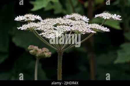 Gewöhnlicher Hogweed/Cow Parsnip (heracleum sphondylium) Stockfoto