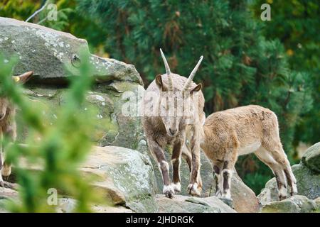 Steinbock Familie auf Felsen in der Natur. Großes Horn bei Säugetieren. Huftiere klettern über die Berge. Tierfoto Stockfoto