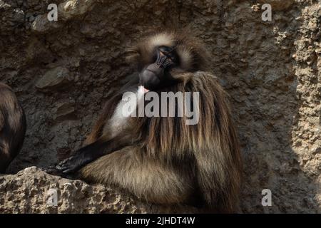 Die Nahaufnahme von Gelada, manchmal auch der blutende Herzaffen oder der im Schatten ruhende Gelada-Pavian genannt Stockfoto