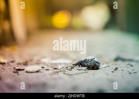 Nahaufnahme frischer Hühnermist auf dem Boden Stockfoto