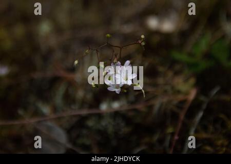 Rosa und weiße Wildblume. Sieht aus wie ein kleiner Bergblattsalat (Montia parvifolia), hat aber 6 Blütenblätter Stockfoto