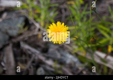 Löwenzahn (Taraxacum Officinale) Stockfoto
