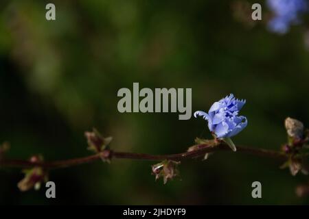 Junggesellenblatte (Centaurea cyanus) wächst in der Nähe von Nanaimo BC Stockfoto