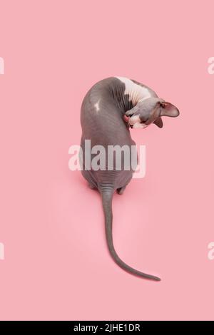 Häusliche sphynx-Katze, die sich selbst aufreisst. Isoliert auf rosa pastellfarbenem Hintergrund Stockfoto