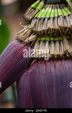 Cluster aus robusten karmesinroten Blüten und kleinen wachsenden Früchten des Bananenbaums, Nahaufnahme des starken Stielmunkels mit ungewöhnlichen essbaren Blüten Stockfoto