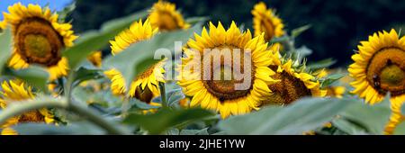 Webbanner von blühenden Sonnenblumen (Helianthus annuus) mit der mittleren Vordergrundblume im Fokus. Stockfoto