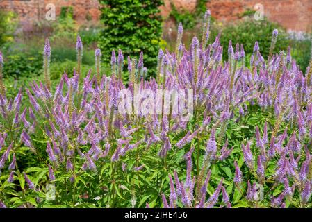 Veronicastrum Virginicum 'Faszination', eine hohe Staude mit blau/violetten Blütenspitzen im Sommer. Stockfoto