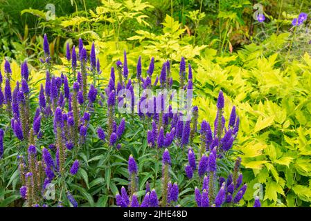 Veronica Spicata „Glory“ steht im Kontrast zu gelbem Laub an einer Sommergrenze. Stockfoto