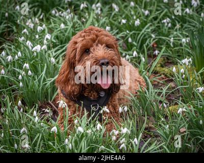 Ein junger Kakadus, der in den Schneeglöckchen in der Nähe eines Waldweges liegt Stockfoto