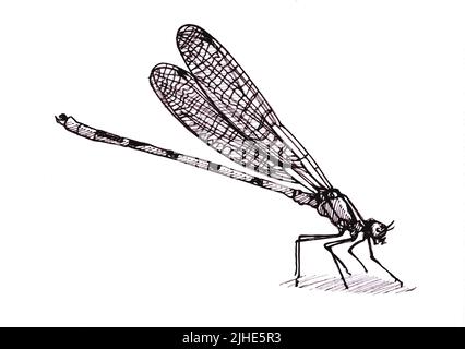 Schwarz-weiße Illustration einer Mayfly auf weißem Hintergrund. Stockfoto