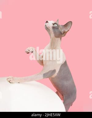 Sphynx Katze plsying und Blick auf. Isoliert auf rosa pastellfarbenem Hintergrund Stockfoto