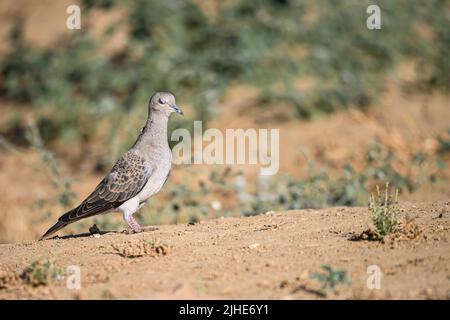 Streptopelia turtur - die Europäische Turteltaube ist eine Art kolumbiformen Vogels aus der Columbidae-Familie Stockfoto