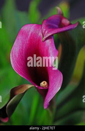 Calla Lily Stockfoto