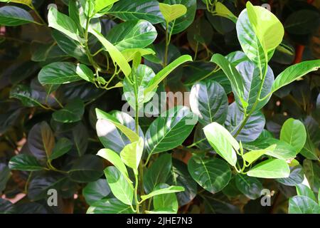 Nahaufnahme Bild von grünen Blättern des Jackfruit-Baumes Stockfoto