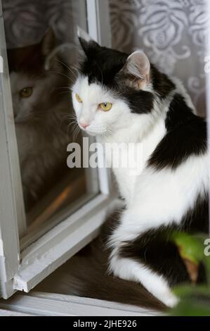 Katze, die aus dem offenen Fenster des Hauses nach draußen schaut. Meine beste Freundin Katze Manjka Stockfoto