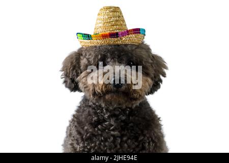 Ein entzückender schwarzer Pudel Hund trägt Hut mit Sonnenbrille auf weißem Hintergrund für Sommer-Konzept. Stockfoto