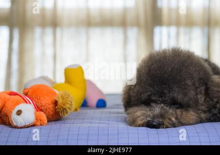 Liebenswert schwarz Pudel Hund schlafen nach dem Spielen mit vielen Spielzeug auf dem Bett. Stockfoto