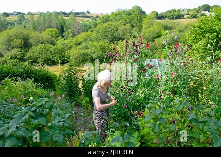 Ältere ältere Frau im ländlichen Garten stehend im Sommer süße Erbsen schneiden und in Stielen binden Carmarthenshire Wales Großbritannien KATHY DEWITT Stockfoto