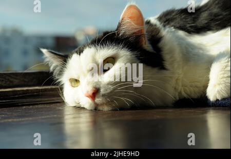 Auf einer Fensterbank eines Balkons liegende gelbe Katze, blauer Himmel auf einem Hintergrund. Es ist meine beste Freundin Katze Manjka Stockfoto