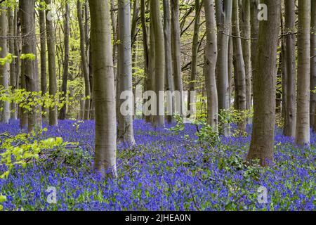 Spring Bluebells bei Clumber in Nottinghamshire England Stockfoto