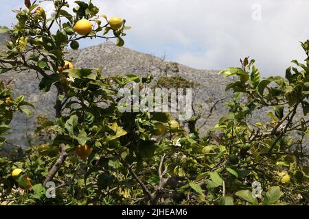 Zitronenbaum in Mallorca (Spanien) Stockfoto
