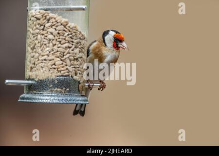 Goldfinch Carduelis caduelis (Fringillidae) auf einem Futterhäuschen, gefüllt mit Sonnenblumenharzen. In einem Garten in Northampton, England, Großbritannien. Stockfoto