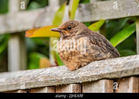 Ein junger Song Thrush. Turdus philomelos (Turdidae) auf einem Gartenzaun in einem Garten in Northampton, England, Großbritannien. Stockfoto