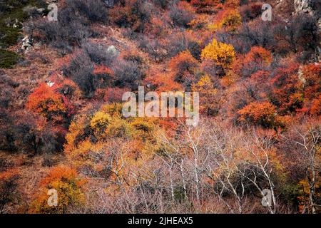 Draufsicht auf farbenfrohe Herbstbäume in leuchtendem Rot, Orange und Gelb Stockfoto