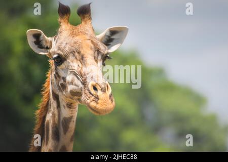 Nahaufnahme einer einsamen Giraffe im Serengeti Nationalpark Tansania. Reise- und Safari-Konzept. Stockfoto