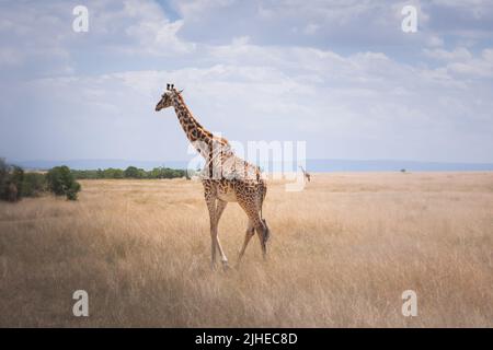 Einzelgiraffe im Serengeti-Nationalpark Tansania. Reise- und Safari-Konzept. Stockfoto