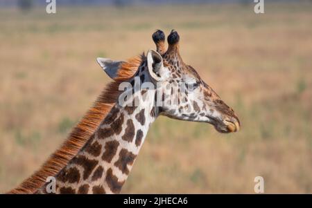 Nahaufnahme einer einsamen Giraffe im Serengeti Nationalpark Tansania. Reise- und Safari-Konzept. Stockfoto