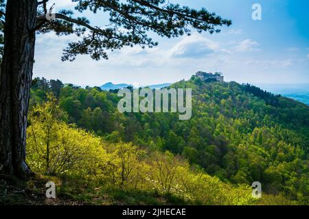 Deutschland, Burgruine Hohenneuffen auf einem bewaldeten Berg in Naturlandschaft im Sommer mit Sonne, Panoramablick über Baumkronen Stockfoto