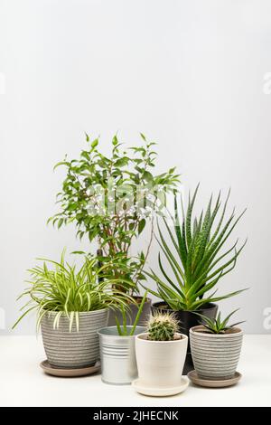 Mehrere Zimmerpflanzen stehen auf weißem Tisch. Konzept von Home Gardening, Stadtdschungel und Stadtgarten. Stockfoto
