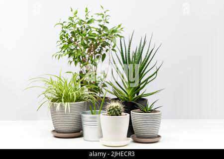 Mehrere Zimmerpflanzen stehen auf weißem Tisch. Konzept von Home Gardening, Stadtdschungel und Stadtgarten. Stockfoto