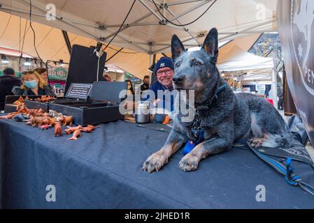 Weihnachten im Juli war auf den Rocks Markets in Sydney in vollem Gange, doch etwas anderes (ein anderer Hund) fiel Billy, dem Blue Cattle Dog, ins Auge. Stockfoto
