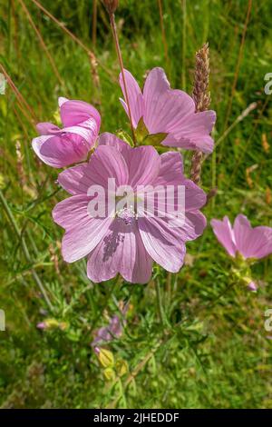 Baummallow Pink Britische Wildblume wächst auf einer Wildblumenwiese in Kent, England Stockfoto