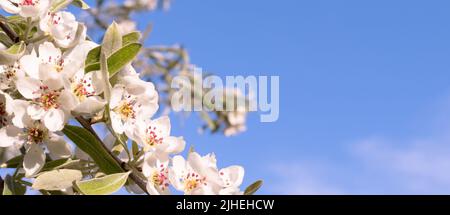 Banner mit Ästen von blühenden Birnenbäumen mit grünen Blättern vor blauem Himmel. Blühender Garten mit Kopierfläche. Stockfoto
