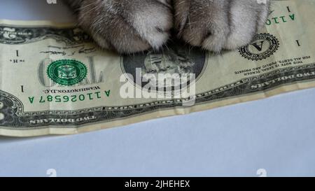 Katzenpfoten auf dem zwei-Dollar-Schein. Finanzkonzept von Unternehmen, Korruption, Home Finance. Stockfoto
