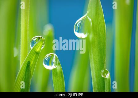 Wasser Tropfen Tau auf junge Sprossen von Weizen super Makro Stockfoto