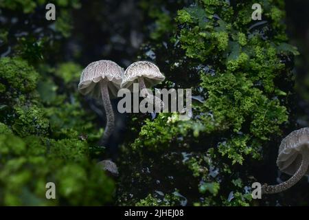 Pilze und Moos auf nasser Baumrinde super Makro Stockfoto