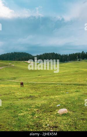 Grün umgeben von Bergen in Gulmarg, Jammu und Kashmir, Indien. Stockfoto