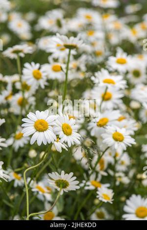 Olearia X Scilloniensis oder Daisy Bush wächst auf einer Wildblumenwiese neben den städtischen Bienenstöcken im Hintergrund. Stockfoto