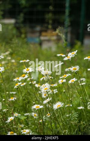 Olearia X Scilloniensis oder Daisy Bush wächst auf einer Wildblumenwiese neben den städtischen Bienenstöcken im Hintergrund. Stockfoto