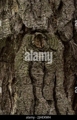 Nahaufnahme von Rissen in der Baumrinde der Monterey-Kiefer. Texturüberlagerung/Hintergrund. Stockfoto