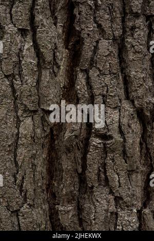 Nahaufnahme von Rissen in der Baumrinde der Monterey-Kiefer. Texturüberlagerung/Hintergrund. Stockfoto