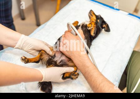 Hund mit Ultraschall-Scan im Tierarztbüro.kleiner Hund JACK RUSSELL TERRIER in der Tierklinik. Stockfoto